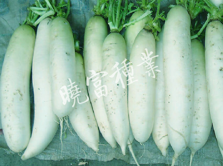 1585789387639693.jpg 08.jpg